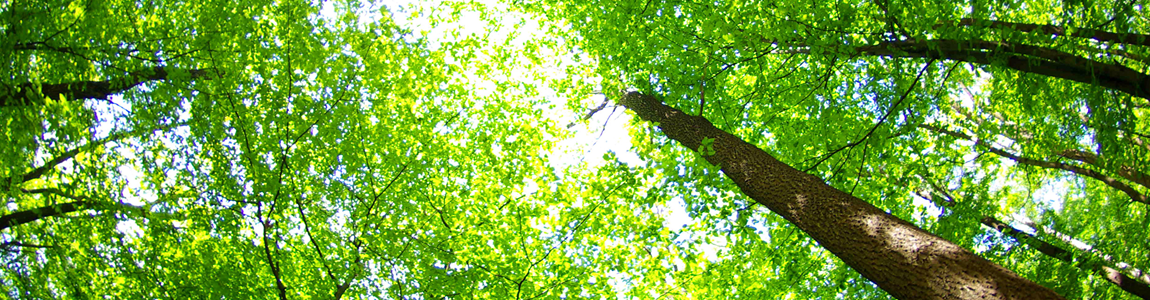 Panoramic banner image showing a low-angle view of a tall tree trunk stretching into a lush green canopy at the Montgomery County campus.