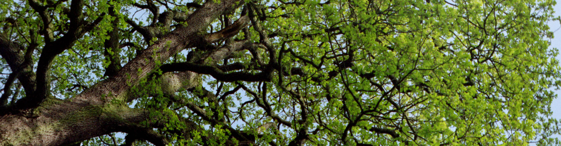 Wide-angle view of a large, leafy green tree canopy at the Sinclair Community College campus, used as a banner for the Mini University center tour.